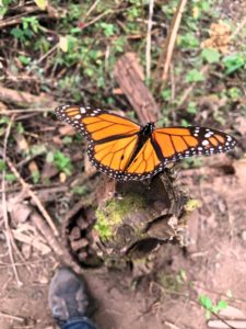 Monarch Butterfly