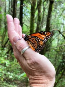 Monarch Butterfly 